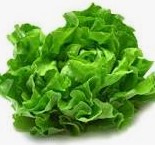 Lettuce